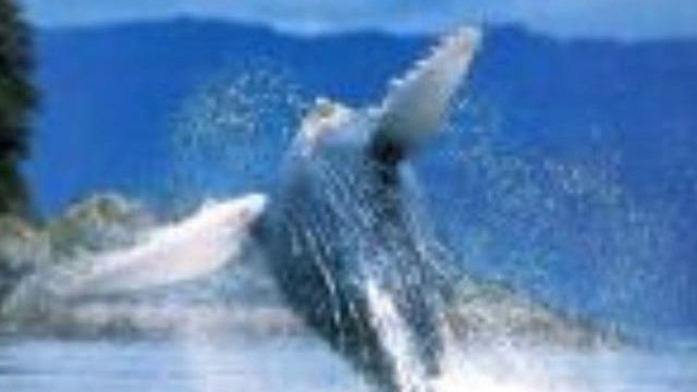 It Bites - Hunting The Whale смотреть онлайн