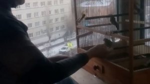 видео друзей