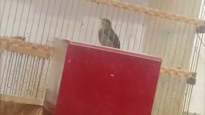 Видео друзей   Соловьи Донецка