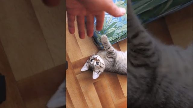 Funny cats |Barsik 3 months old|#cats #shorts