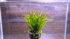 БЛИКСА ЯПОНСКАЯ ( Blyxa japonica )
