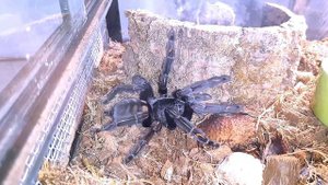 ПСАЛМОПЕУС ИРМИНИЯ. Psalmopoeus irminia