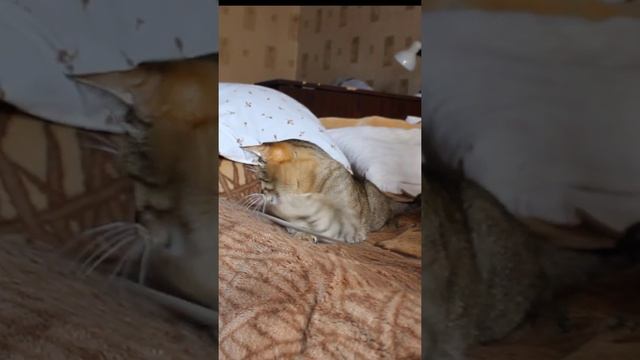 Funny cats |Barsik catches tape| #cats #shorts