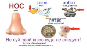 № 296 РУССКИЙ СЛЕНГ названия частей тела