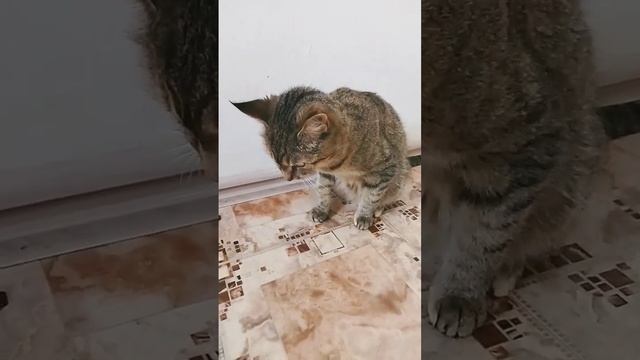 кошачье бодрое утро
