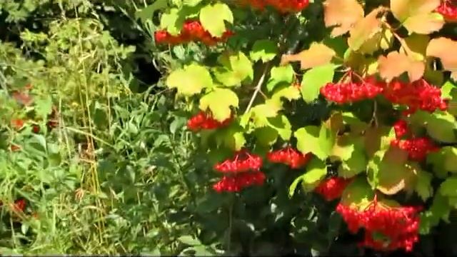 ДиДюля _ Русская (Зарисовка с Усадьбы) смотреть онлайн