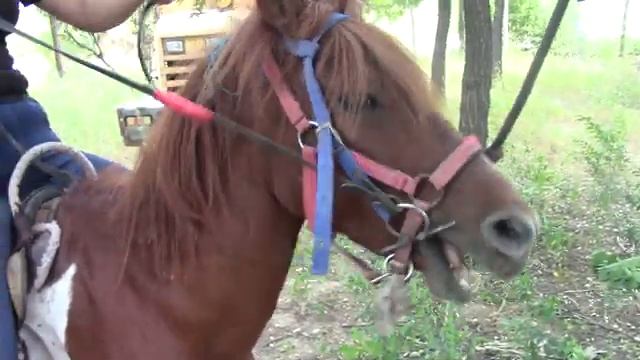 funny pony riding girl🐎😂 (1).mp4