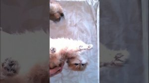 lv_0_20241011113546.mp4