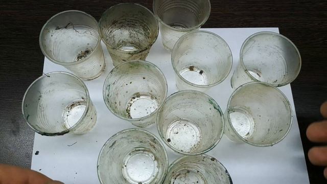 КАК Я РАЗМНОЖАЮ БУЦЕФАЛАНДРЫ смотреть онлайн