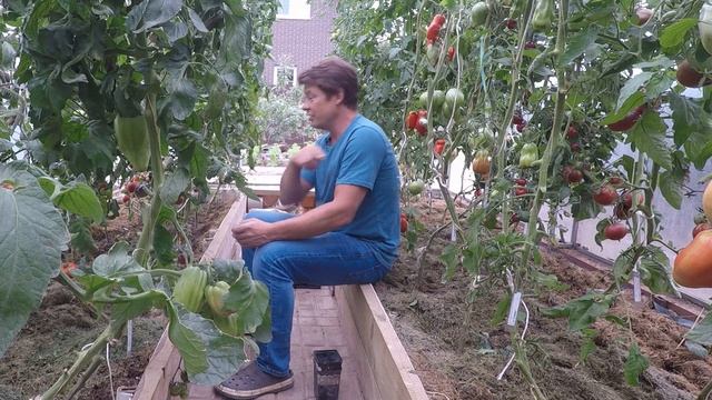 как не перепутать коллекционные сорта томата? как маркировать растения в вашем саду и огороде смотреть онлайн