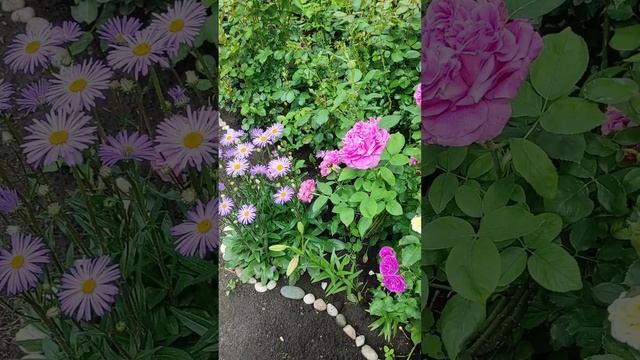Роза Поль Нейрон #красивыерозы #розы #rose #розы #garden #flowers #розывсаду  #nature #цветениероз