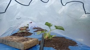 Мой эксперимент!! Какая грядка лучше??? Давайте вместе посмотрим и сравним???