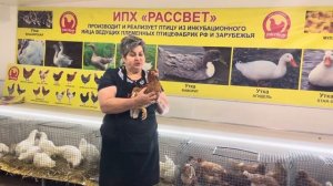 В продаже куры-несушки: Леггорн и Браун Ник