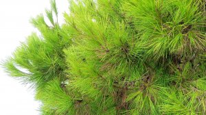 Абаза, ИИ, Абхазия