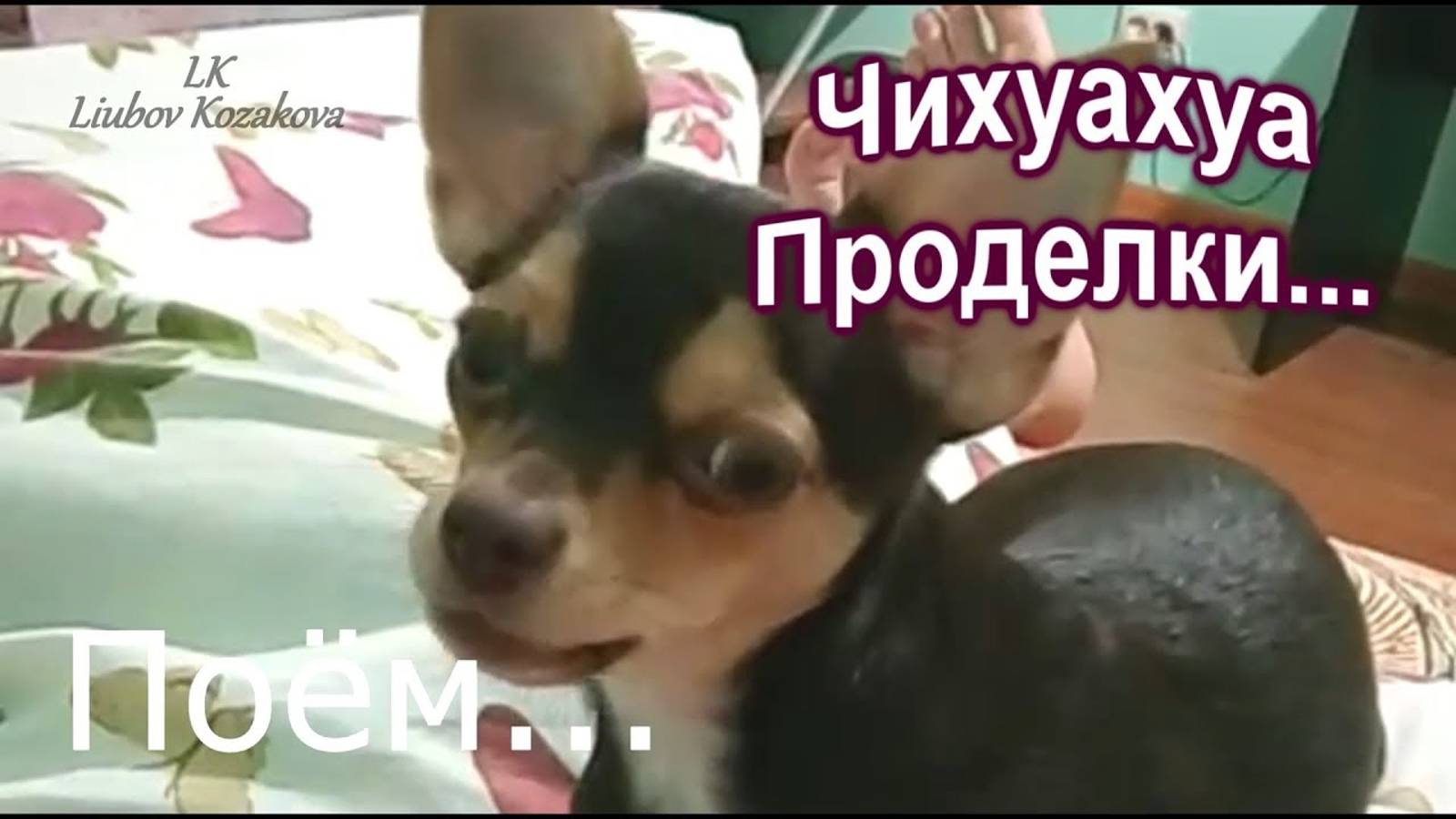 Чихуахуа/Проделки чихуахуа (207)/Подборка проделок