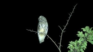 Сова на боевом посту