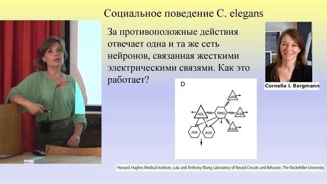 В.Е.Дьяконова. Биологические механизмы влияния социума на поведение индивидуума