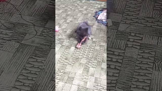 Упрямая косточка!!! #немецкий #шпиц #щенок #3 месяца#