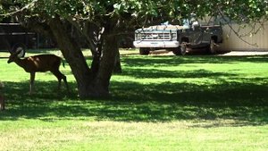 Farting Deer scares Fawn