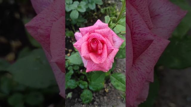 Роза Пьер Карден #красивыерозы #розы #rose #красивыерозы #розы #garden #flowers #розывсаду