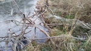 1.Установил капкан в новое место...