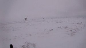 Охота на зайца. Ягдтерьер Цея подъем зайца и добор. Jagdterrier hare hunting