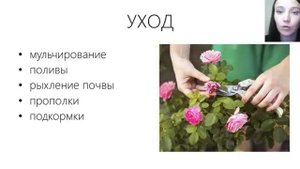 Вебинар "Розы Дэвида Остина"