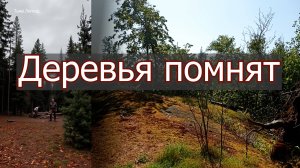 Удивительные находки лесорубов из 90-х