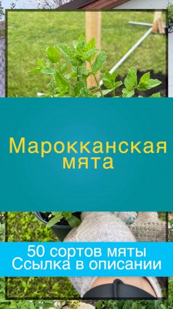 Марокканская МЯТА