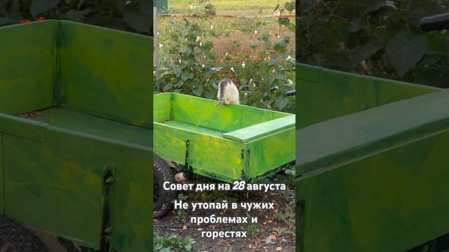Совет дня на 28 августа от психолога #советдня