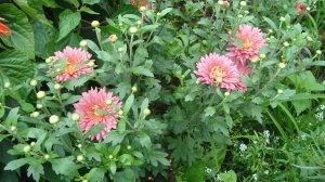 Дача. Из фото. 10 августа 2024 г