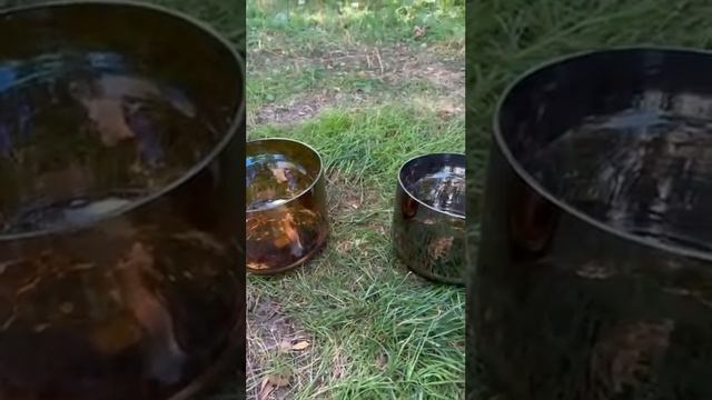 Хрустальные поющие чаши - кристальный звук под шум леса и пение птиц. #медитация #звукотерапия #чаши