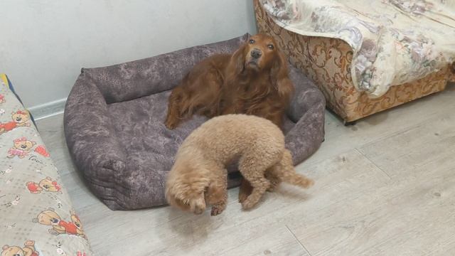Любовь между рыжими пока не под запретом🧡🧡