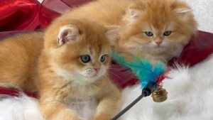 Самые красивые золотые котята. Продаются