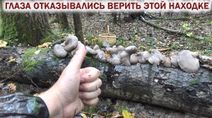 ❗ ГЛАЗА ОТКАЗЫВАЛИСЬ ВЕРИТЬ ЭТОЙ НАХОДКЕ! 👉ГРИБЫ в ОКТЯБРЕ 2024🍄