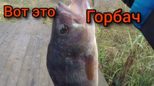 ЛОВЛЯ ОКУНЯ ОСЕНЬЮ.ТРОФЕЙНЫЙ ОКУНЬ .