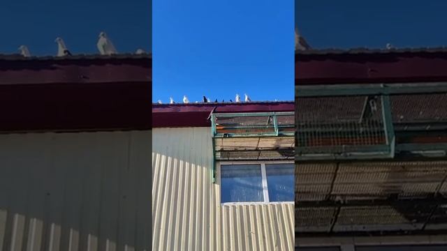 голуби Сергея Красновишерск