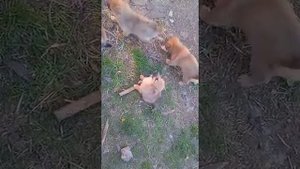 щенки ищут дом будут крупными девочки города Тулун 89021727553