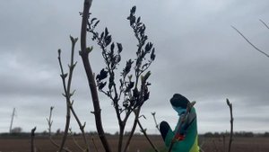 Как обрезать сирень осенью?