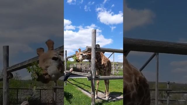 Сотрудники Старооскольского зоопарка кормят жирафа #Старооскольскийзоопарк