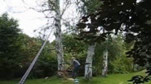 2 guys 1 chainsaw and a tree