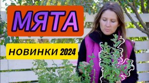 Мята. Новинки 2024