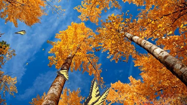 Colors Of Nature Screensaver http://www.screensavergift.com смотреть онлайн