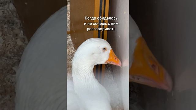 Она обиделась #юмор#психология