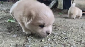 Щенки изучают огромный мир