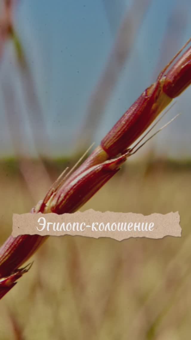 Эгилопс в колосе. #злаковыйсорняк #agriculture  #мерыборьбы #агрономиядлявсех #жизньагрономанедома