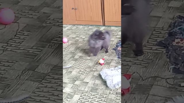 Самое главное, что??? #немецкий #щенок #шпиц #3месяца #