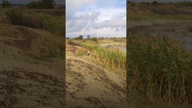 Осень в каждом шаге #amstaff #dog #дача #природа #nature #амстафф #video #vilage #field #sky