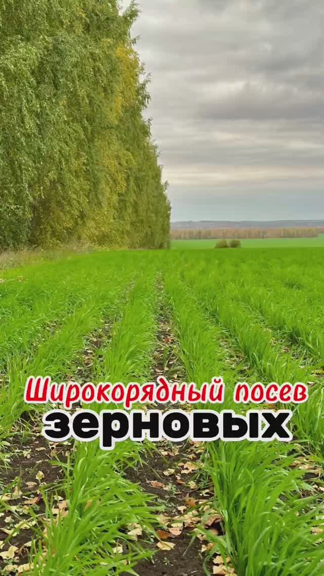 Широкорядный способ посева озимых зерновых в республике Башкортостан. Эффективный инструмент?