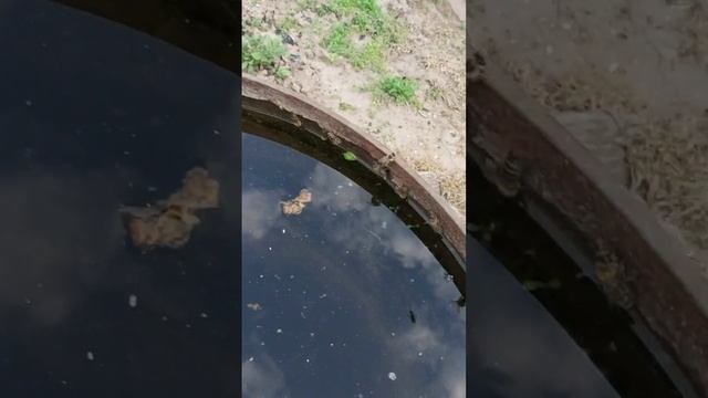 Не в тему. Доброе дело. Спасаю пчёл.